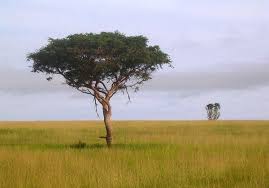 Lonely Tree Free Stock Photos Rgbstock Free Stock Images Stock Images Free Uganda Image