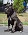 Cane Corso Puppy for sale by owner - Puppies for Sale Near Me