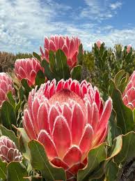 Image result for Protea enervis