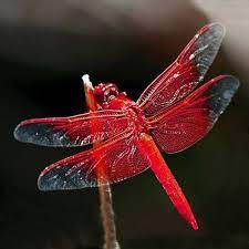 Pin By Jennifer Carr On Dragonflies Dragonfly Beautiful Bugs Flying Insects
