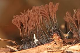 Image result for Stemonitis splendens