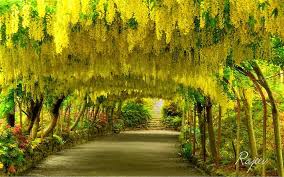 Laburnum Arch Bodnant Garden North Wales Archway Garden Beautiful Places