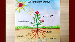 Photosynthesis is a process by which phototrophs convert light energy into chemical energy, which is later used to fuel cellular activities. How To Draw Photosynthesis Diagram Step By Step Photosynthesis Diagram Drawing Easily Youtube