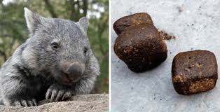The rules of geometry apply in intestines and maths textbooks alike. Wombat S Square Turds Clinch The Nobel Prize Scientific Scribbles