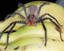 The biggest banana spider ever known was a 2.7 inch female found in australia). Are Dangerous Spiders Hiding In Your Fruit
