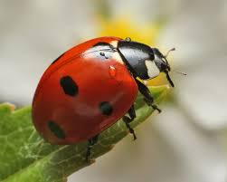 How to attract beetles into your garden. Tips For Attracting Beneficial Insects Into Your Gardens