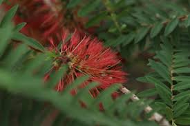 Image result for Melaleuca hypericifolia