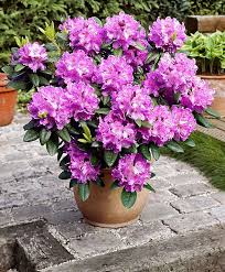 Rhododendron Catawbiense Trees And Shrubs From Spalding Bulb Cicek Doga Guzellik