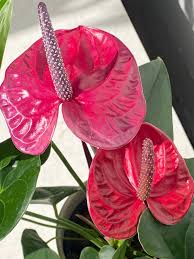 Image result for Anthurium andraeanum