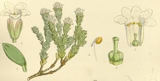 Image result for Cliffortia serpyllifolia