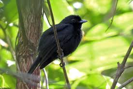 Pied Crow Black Bird With White Ring Around Neck Pantanal Interior Brazil Birding Tours Alta Floresta Birdquest