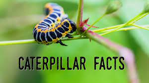 Caterpillar Facts Questions And Answers About Caterpillars Owlcation