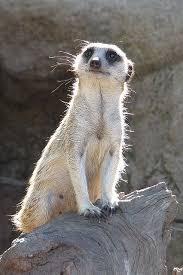 Meerkat Meerkat Weird Animals Silly Animals