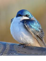 Birds Of Western Washington State Tree Swallow In Nis Qually Wl Refuge Wa State King Of Iridescent Blue Photo By Janet Rider On 500px Animals Beautiful Pet Birds Little Birds