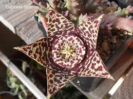 Image result for Orbea variegata