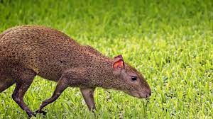 Any hystricomorph rodent of the genus dasyprocta, of central and south america and the. Agouti San Diego Zoo Animals Plants