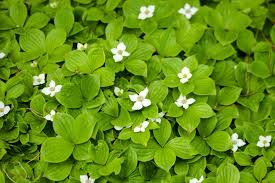 Teppich hartriegel cornus canadensis beschreibung: Cornus Canadensis Teppichhartriegel Baumschule Nielsen