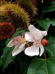 Image result for Bixa orellana