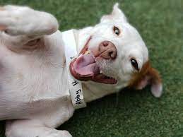 We did not find results for: Plano Premier Pet Boarding Pet Paradise