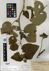 Image result for Hibiscus subreniformis