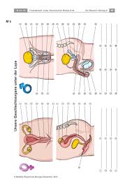 Extemporale/stegreifaufgabe biologie menstruationszyklus, weibliche geschlechtsorgane für realschule klasse 7 biologie zum download. Biologie Klasse 8