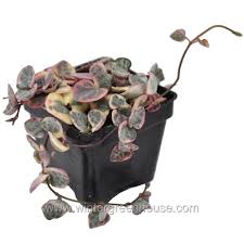 Image result for Ceropegia meyeri-johannis