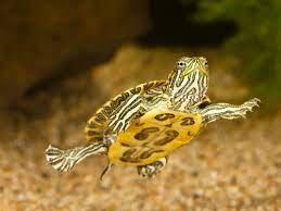 A Guide To Caring For Pet Red-Eared Sliders