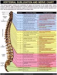 does the vertebral subluxation and nerve chart used by