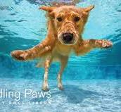 Paddling Paws
