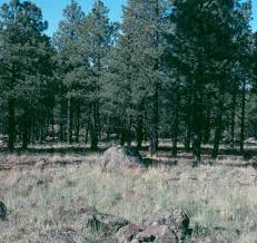 Image result for Festuca chodatiana