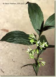 Image result for Corymborkis