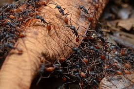 Rake the ant piles out and even to ground level before applying any sprays or chemicals. 4 Tips To Get Rid Of Garden Ants Naturally Service Master