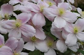 Grandiflora is a very large deciduous climber with single. Clematis Montana Online Kaufen Berg Waldrebe Montana Var Rubens Und Verwandte Sorten