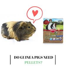 Pin On Guinea Pig Food And Diet
