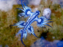The natural way to kill slugs. Sea Slug Fish Facts Nudibranchia Az Animals