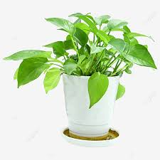 Kloroplas atau zat hijau daun ini berfungsi untuk tempat fotosintesis pada tumbuhan. Gambar Tumbuhan Hijau Dalaman Tanaman Pasu Penulenan Udara Hijau Pembersihan Udara Kehijauan Png Dan Clipart Untuk Muat Turun Percuma