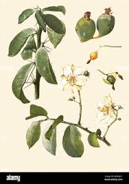 Image result for Pereskia aculeata