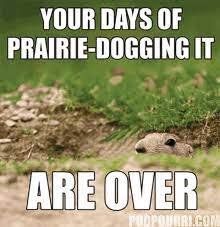 Prairie Dog Gifs Tenor