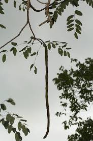 Image result for Cassia abbreviata