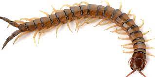 Terminix.com has been visited by 10k+ users in the past month Nassau County Suffolk County Long Island Ny Exterminators Pest Control Ants Bed Bugs Bedbugs Roaches Rats Mice Termites Pest Control Exterminators Nassau Suffolk County Long Island Ny Exterminators Pest Control Ants Bed