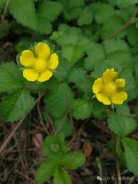 植物与十二生肖：植物里的“蛇”！ - 关注森林