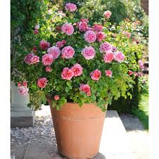 (ausmerchant) english shrub rose bred by david austin. Rose Princess Alexandra Of Kent White Flower Farm