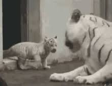 Sinopsis film movie the white tiger (2021). White Tiger Gifs Tenor