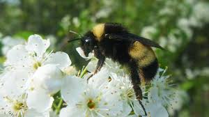 Bees of the eastern united states, volume 2. Why Are Bumblebees Going Extinct Technology Networks