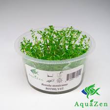 Image result for Rotala mexicana
