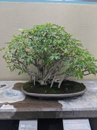 We did not find results for: Money Tree Bonsai Album On Imgur