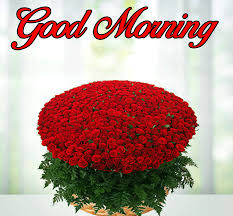 Check spelling or type a new query. Love Flower Good Morning Pics Hd Free Good Morning Images