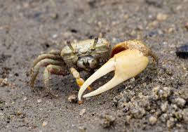 Image result for Toddalia crenulata