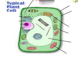Plant cells are eukaryotic cells i.e., the dna in a plant cell is enclosed within the nucleus. Plant Cell Parts Diagram Quizlet