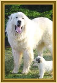 Black And White Great Pyrenees Dog Adorable Great Pyrenees Really Big Dogs Great Pyrenees Dog Great Pyrenees